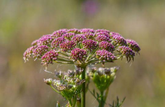 Fotografie der Großen Bibernelle, Fokus auf Blüte