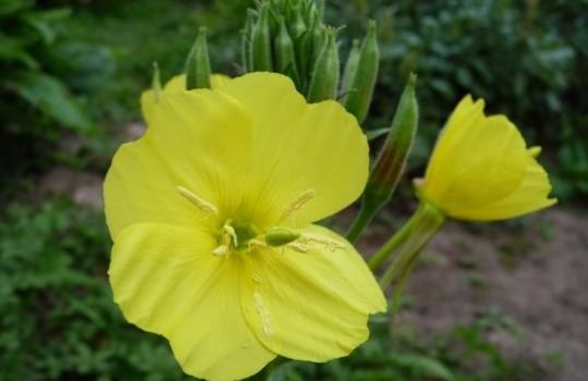 Die Nachtkerze hat große gelbe Blüten, die sich in der Dämmerung öffnen.