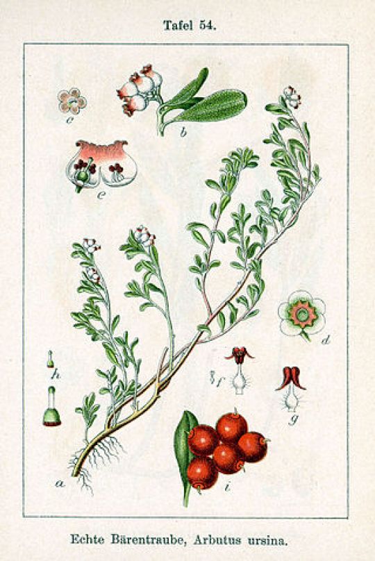 Botanische Illustration der Bärentraube und ihrer einzelnen Komponenten