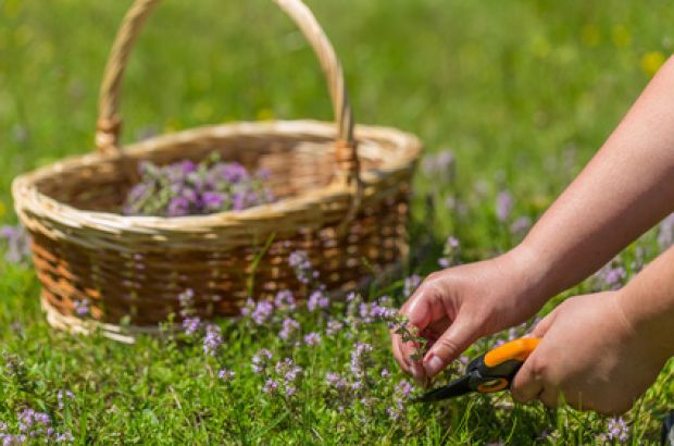 Die Blüten des Thymians werden von Juni bis August gesammelt. © Grafvision - Fotolia.com Hände ernten mit Gartenschere Thymian, dahinter ein geflochtener Korb.