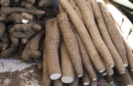 Wurzelknollen der Yams mit hellem Rhizom.
