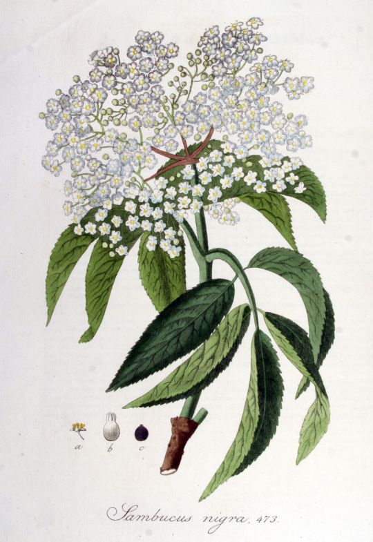 Illustration von Holunder