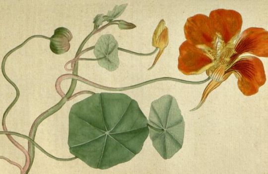 Tropaeolum majus. Illustration der Kapuzinerkresse, um 1790.