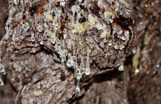 Mastix-Harz tritt als weißliche Tropfen aus der angeritzten Borke heraus.