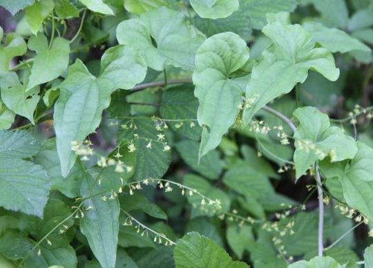 Schmerwurz mit weißen Blüten und charakteristischer Blattform.