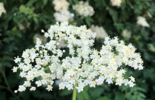 Holunderblüte mit vielen weißen Blüten. 