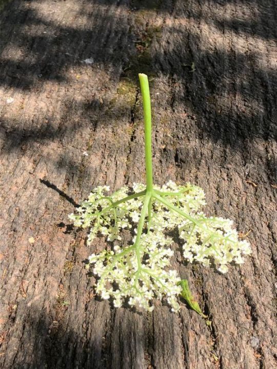 Blüte für Hollerküchle mit langem Stiel. © C. Heyer/Phytodoc