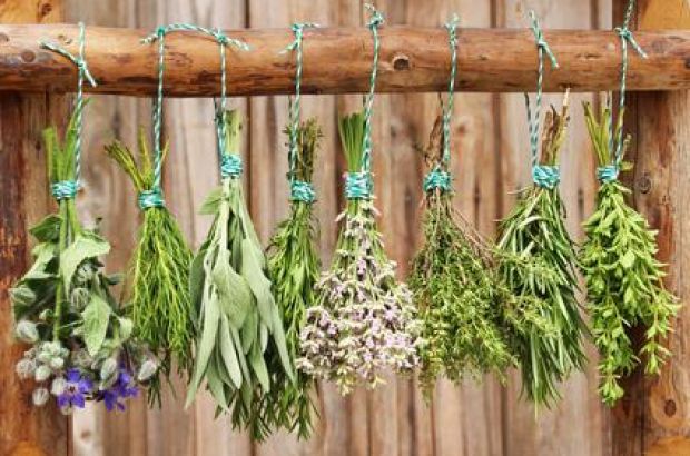 Wie werden Kräuter richtig getrocknet und gelagert? Tipps und Tricks hier bei PhytoDoc. © Angela - Fotalia Aufgehängte Kräuterbündel an einem Holzbalken.