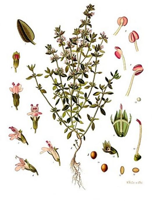 Botanische Illustration des Thymians aus Köhlers Medizinalpflanzen (1887)