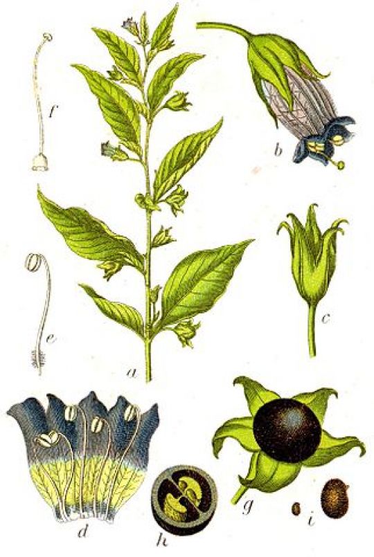 Botanische Illustration der Tollkirsche