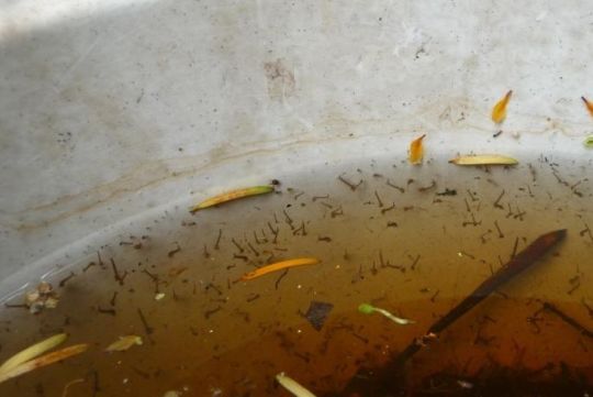 Mückenlarven entwickeln sich in einem Wasserbottich.