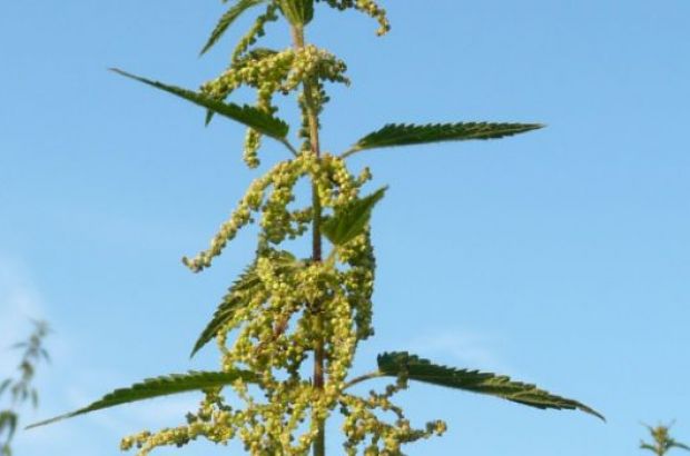 Die wehrhafte Brennnessel hilft bei Arthritis und Prostatavergrößerung. © C. Heyer/PhytoDoc Brennnessel mit gegenständigen Blättern und weiblichen Blüten bzw. Brennnesselsamen.