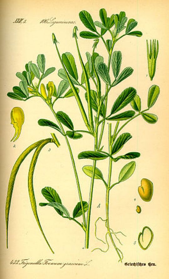 Botanische Illustration des Bockshornklees von O. W. Thomé