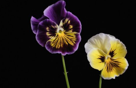 Fotografie eines gelben und eines violetten Stiefmütterchens