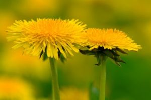 Löwenzahn hilft bei Problemen mit der Verdauung. © Fotolia Die gelbe Blüte des Löwenzahns ist zu Unrecht den meisten nur als Unkraut bekannt.