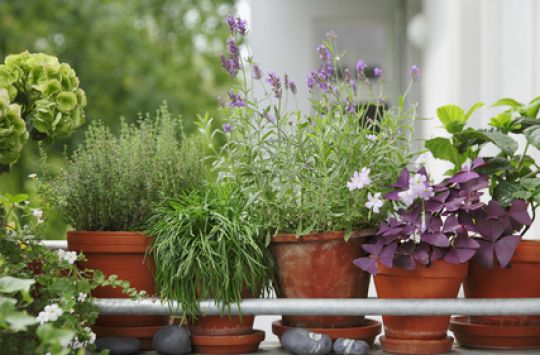 Heilpflanzen wie Lavendel oder Thymian im Topf auf einem sonnigen Balkon.