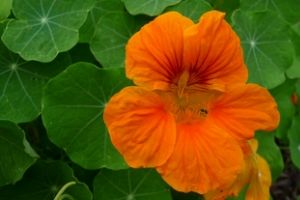 Die Kapuzinerkresse fällt mit ihren orange leuchtenden Blüten auf.
