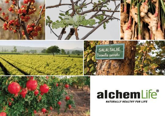 © alchemLife