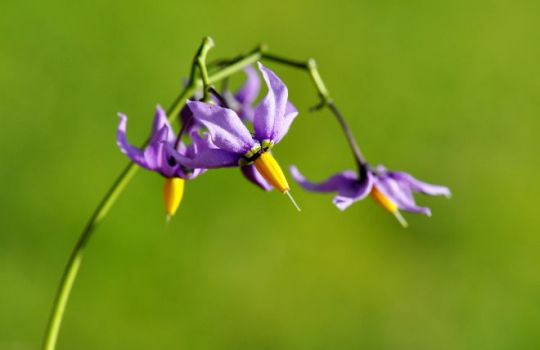 Die filigrane Blüte des Bittersüßen Nachtschattens. © HHelene/Getty Imagees on canva