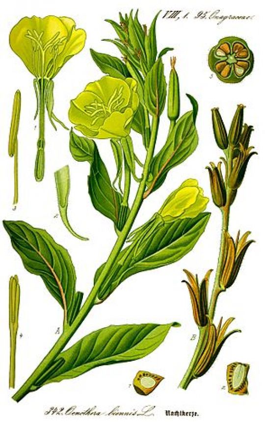 Botanische Illustration der Nachtkerze