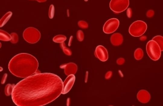 Arterien transportieren das sauerstoffreiche Blut aus der Lunge in den restlichen Körper.