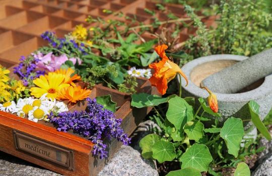 Heilpflanzen wie Lavendel, Kapuzinerkresse, Kamille und Ringelblume im eigenen Garten.